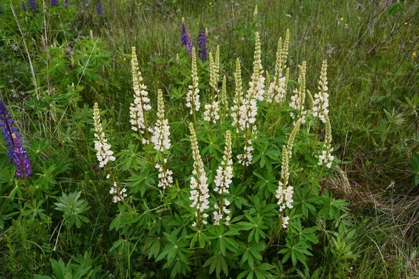 薄紅色の白花を咲かせます ルピナスの畑だ 牧草地に白とピンクのルパン ルパン貴重な飼料と観賞用植物 — ストック写真