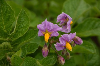 Çiçekli patates. Patates çiçekleri güneş ışığında çiçek açar. Çiftlik tarlasında çiçek açan beyaz patates. Bahçede çiçek açan organik sebze çiçeklerini kapatın..