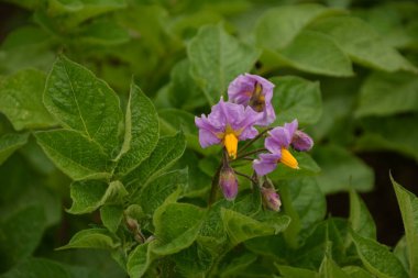 Çiçekli patates. Patates çiçekleri güneş ışığında çiçek açar. Çiftlik tarlasında çiçek açan beyaz patates. Bahçede çiçek açan organik sebze çiçeklerini kapatın..