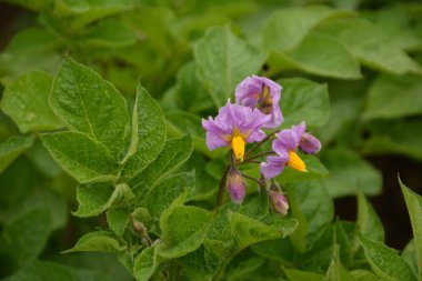Çiçekli patates. Patates çiçekleri güneş ışığında çiçek açar. Çiftlik tarlasında çiçek açan beyaz patates. Bahçede çiçek açan organik sebze çiçeklerini kapatın..