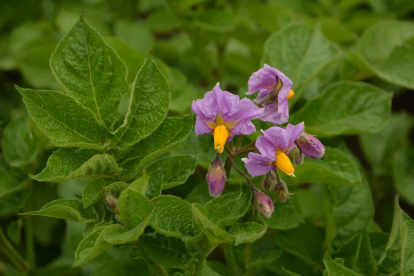 Blühende Kartoffeln Kartoffelblumen Blühen Sonnenlicht Weiße Blühende Kartoffelblüte Auf Dem — Stockfoto