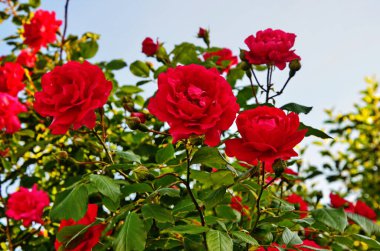 Güzel bir baharda çiçek açan güller. Arkaplandaki pembe güllerin üzerinde yağmur damlaları olan gül çiçekleri. Doğa.