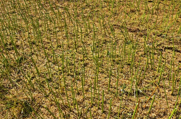 Campos Agrícolas Con Rastrojo Fresco Después Cosecha Cultivos Colza —  Fotos de Stock