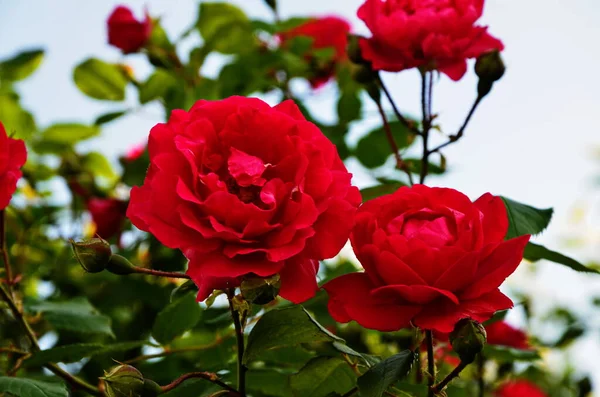 在美丽的春天花园中绽放玫瑰 背景粉红玫瑰花上有雨滴的玫瑰 — 图库照片