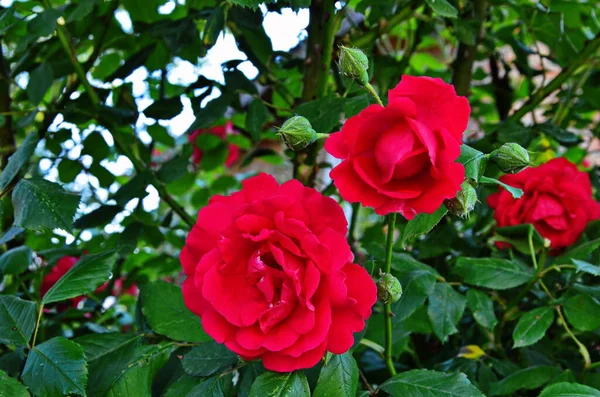 美しい春の庭での開花バラ背景のピンクのバラの花に虹色の花を咲かせます — ストック写真