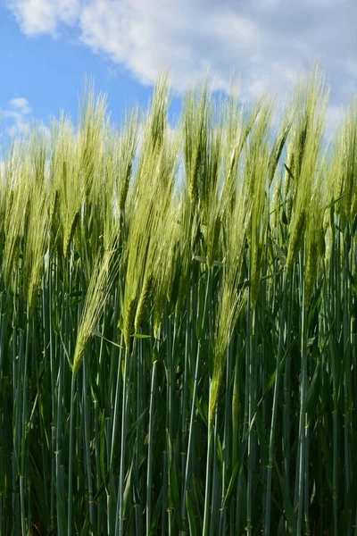 Single Green Barley Plant Dark Background Barley Grain Used Flour — Stock Photo, Image