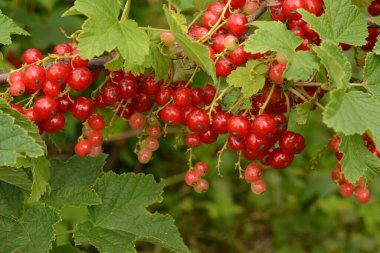 Dal dalında olgun kırmızı frenk üzümü (Ribes rubrum))