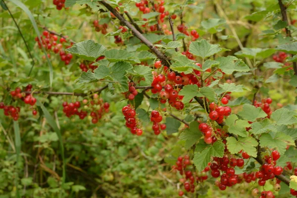 Гілці Кущ Ягоди Стиглої Червоної Смородини Ribes Rubrum — стокове фото