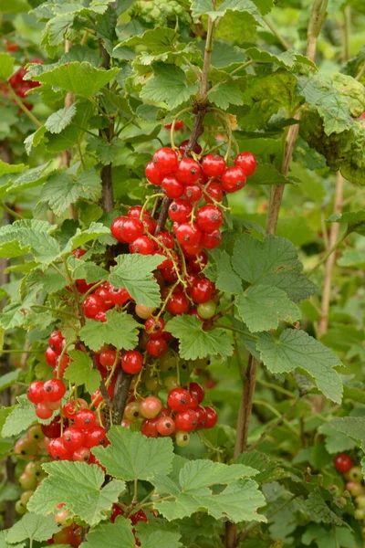 Dal Dalında Olgun Kırmızı Frenk Üzümü Ribes Rubrum — Stok fotoğraf