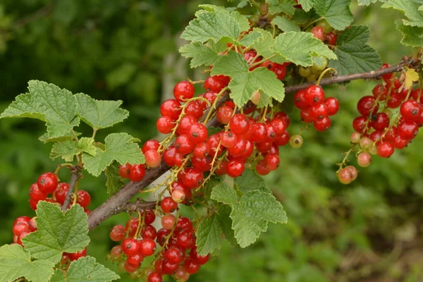 Ramo Arbusto Bagas São Groselha Vermelha Madura Ribes Rubrum — Fotografia de Stock