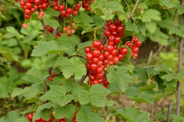 Dal Dalında Olgun Kırmızı Frenk Üzümü Ribes Rubrum — Stok fotoğraf