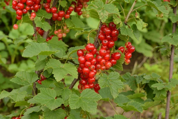 Dal Dalında Olgun Kırmızı Frenk Üzümü Ribes Rubrum — Stok fotoğraf