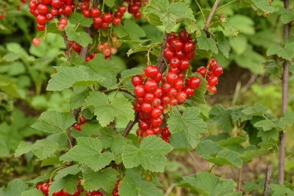 Dal Dalında Olgun Kırmızı Frenk Üzümü Ribes Rubrum — Stok fotoğraf
