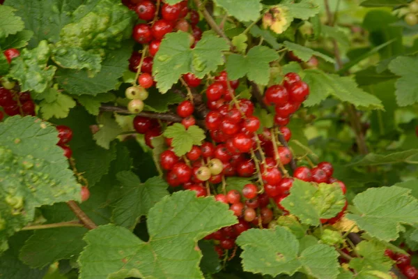 Dal Dalında Olgun Kırmızı Frenk Üzümü Ribes Rubrum — Stok fotoğraf