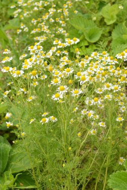 Papatya çeşitli hastalıkların tedavisinde bilimsel ve ulusal tıp tarafından kullanılır.
