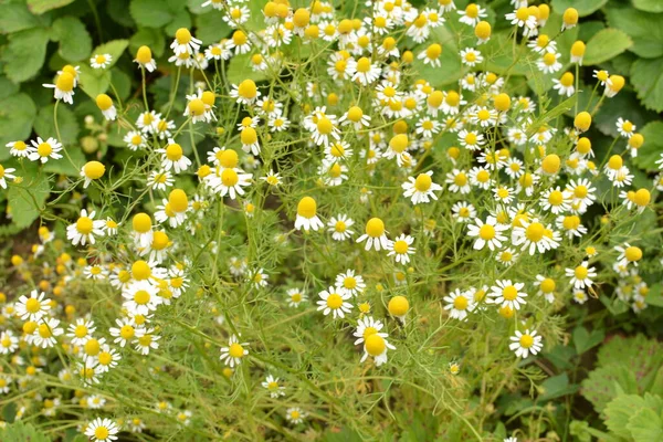 Camomilla Usata Medicina Scientifica Nazionale Cura Varie Malattie — Foto Stock