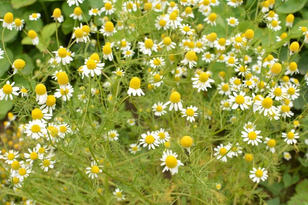 Camomile Used Scientific National Medicine Treatment Various Diseases — Stock Photo, Image