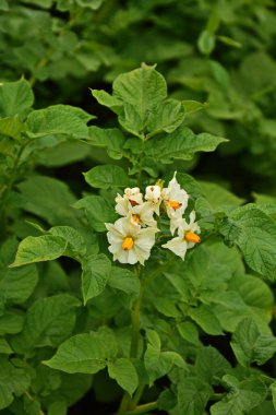 Çiçekli patates. Patates çiçekleri güneş ışığında çiçek açar. Çiftlik tarlasında çiçek açan beyaz patates. Bahçede çiçek açan organik sebze çiçeklerini kapatın..