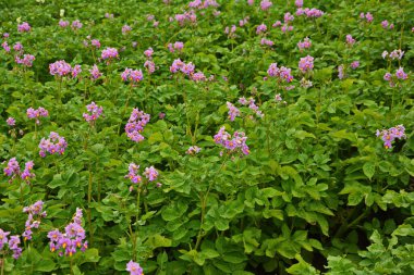 Çiçekli patates. Patates çiçekleri güneş ışığında çiçek açar. Çiftlik tarlasında çiçek açan beyaz patates. Bahçede çiçek açan organik sebze çiçeklerini kapatın..