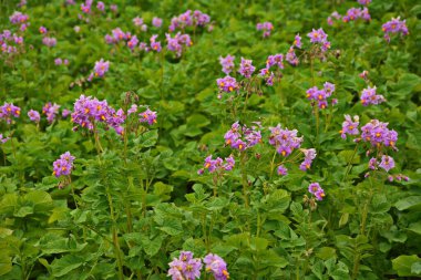 Çiçekli patates. Patates çiçekleri güneş ışığında çiçek açar. Çiftlik tarlasında çiçek açan beyaz patates. Bahçede çiçek açan organik sebze çiçeklerini kapatın..