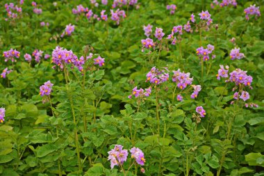 Çiçekli patates. Patates çiçekleri güneş ışığında çiçek açar. Çiftlik tarlasında çiçek açan beyaz patates. Bahçede çiçek açan organik sebze çiçeklerini kapatın..
