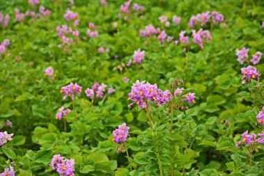 Çiçekli patates. Patates çiçekleri güneş ışığında çiçek açar. Çiftlik tarlasında çiçek açan beyaz patates. Bahçede çiçek açan organik sebze çiçeklerini kapatın..