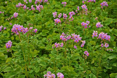 Çiçekli patates. Patates çiçekleri güneş ışığında çiçek açar. Çiftlik tarlasında çiçek açan beyaz patates. Bahçede çiçek açan organik sebze çiçeklerini kapatın..