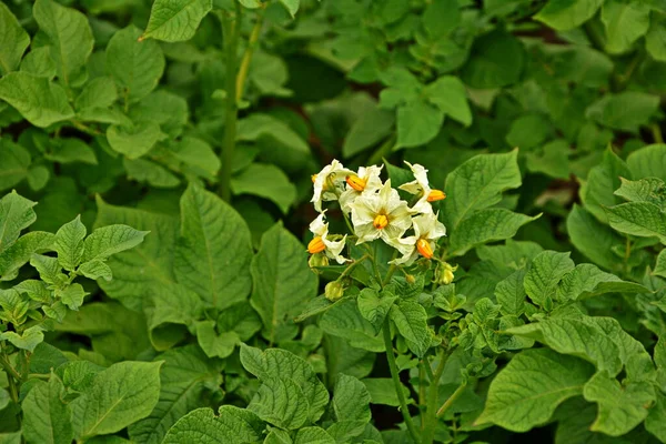 Patata Floreciente Flores Patata Florecen Luz Del Sol Crecen Planta —  Fotos de Stock