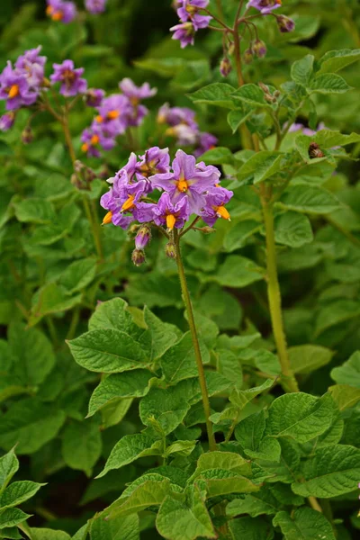 Blommande Potatis Potatisblommor Blomma Solljus Xer Xten Vit Blommande Potatisblomma — Stockfoto