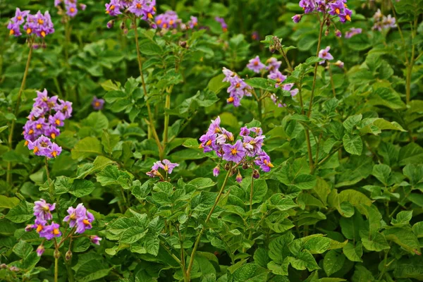 Patata Fiore Fiori Patata Fioriscono Alla Luce Del Sole Crescono — Foto Stock