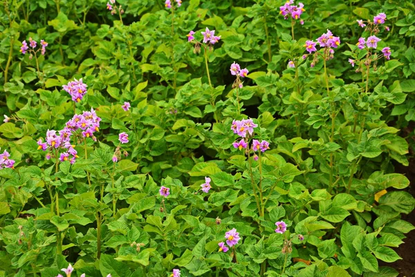 Pomme Terre Fleurs Fleurs Pomme Terre Fleurissent Dans Lumière Soleil — Photo