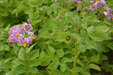Colorado patates böceği (Leptinotarsa decemlineata), ayrıca Colorado böceği, on çizgili mızrak, on çizgili patates böceği veya patates böceği olarak da bilinir. Çiftlikteki patates yaprakları üzerinde haşere