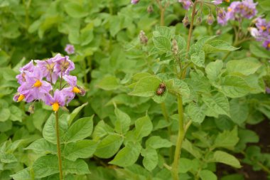 Colorado patates böceği (Leptinotarsa decemlineata), ayrıca Colorado böceği, on çizgili mızrak, on çizgili patates böceği veya patates böceği olarak da bilinir. Çiftlikteki patates yaprakları üzerinde haşere