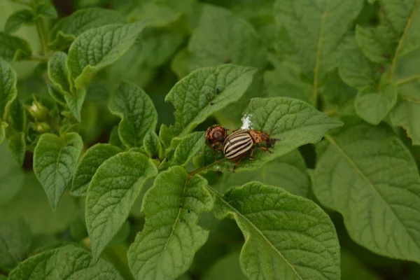 The Colorado potato beetle (Leptinotarsa decemlineata), also known as the Colorado beetle, the ten-striped spearman, the ten-lined potato beetle or the potato bug. Pest on potato leaves in the farm