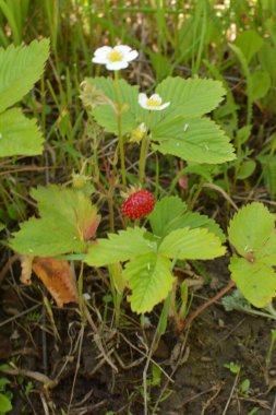 Yeşil yapraklı yabani çilek ve olgun kırmızı meyve Fragaria Vesca.