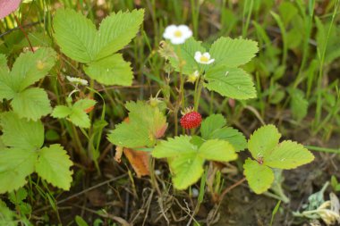 Yeşil yapraklı yabani çilek ve olgun kırmızı meyve Fragaria Vesca.