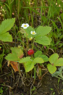 Yeşil yapraklı yabani çilek ve olgun kırmızı meyve Fragaria Vesca.
