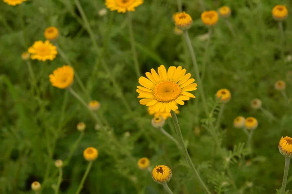 Cota Tinctoria Chamada Marguerite Dourada Bela Flor Com Inflorescências Amarelas — Fotografia de Stock