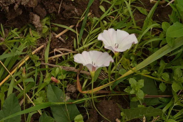 Flores Campo Flores Rosadas Convolvulus Arvensis Condado — Foto de Stock