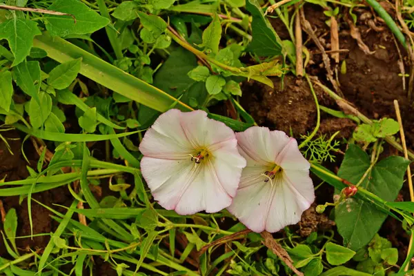 Růžové Kvetoucí Pole Bindweed Květiny Convolvulus Arvensis Kraji — Stock fotografie