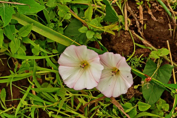 Lçede Pembe Çiçek Açan Bağyosunu Çiçekleri Convolvulus Arvensis — Stok fotoğraf