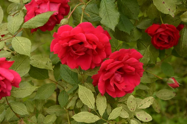 美しい春の庭での開花バラ背景のピンクのバラの花に虹色の花を咲かせます — ストック写真