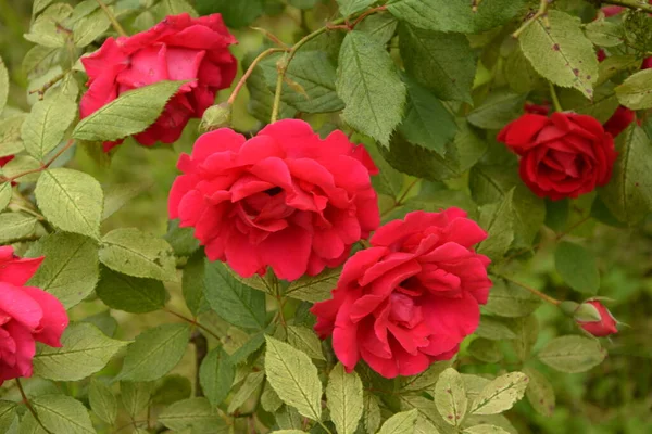 Цветок Розы Каплями Дождя Фоне Розовых Цветков Природа — стоковое фото