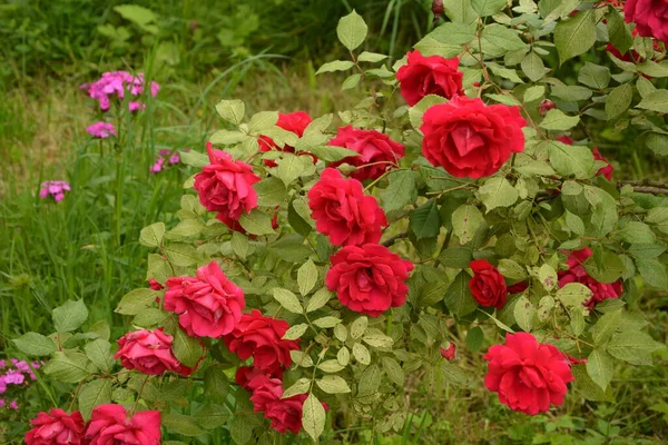 Floração Rosas Belo Jardim Primavera Rose Flor Com Gotas Chuva — Fotografia de Stock