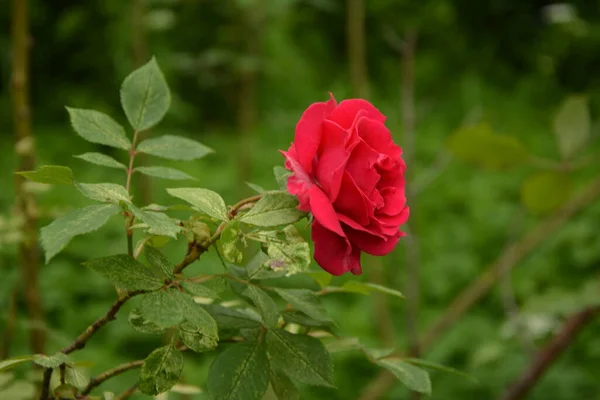 Kwitnące Róże Pięknym Wiosennym Ogrodzie Kwiat Róży Kroplami Deszczu Tle — Zdjęcie stockowe