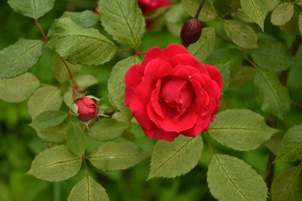 Blühende Rosen Einem Schönen Frühlingsgarten Rose Blume Mit Regentropfen Auf — Stockfoto