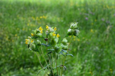 Sarı Çıngıraklı Çıngıraklı Yaban Çiçeği. Rhinanthus. Rhinanthus angustifolius ya da daha büyük sarı çıngırak çiçeğini kapatın