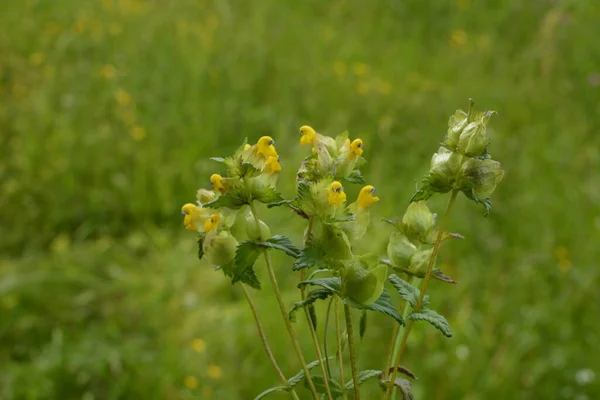Wild flower of Yellow Rattle on a meadow. Rhinanthus. close up of Rhinanthus angustifolius or Greater Yellow rattle flower