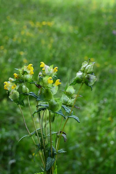 Sárga Csörgő Vad Virága Réten Orrszarvú Közeli Rhinanthus Angustifolius Vagy — Stock Fotó