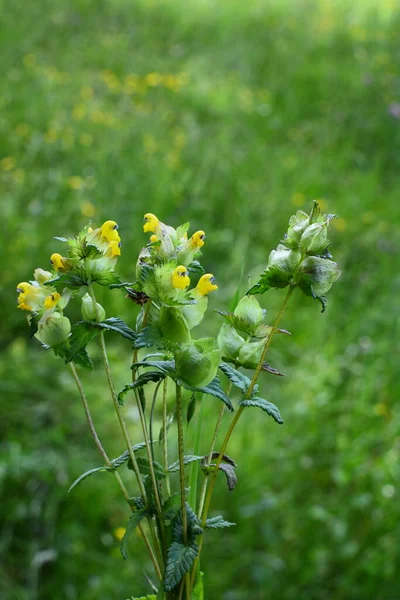 Sárga Csörgő Vad Virága Réten Orrszarvú Közeli Rhinanthus Angustifolius Vagy — Stock Fotó